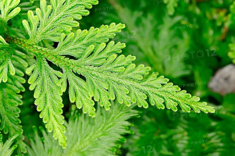 Club moss