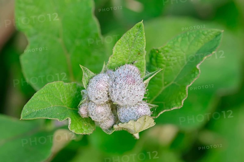 Felt burdock