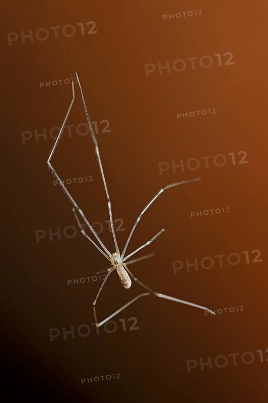 Daddy Long-legs Spider