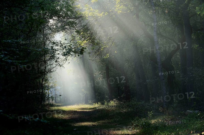 Sunbeams in the morning mist