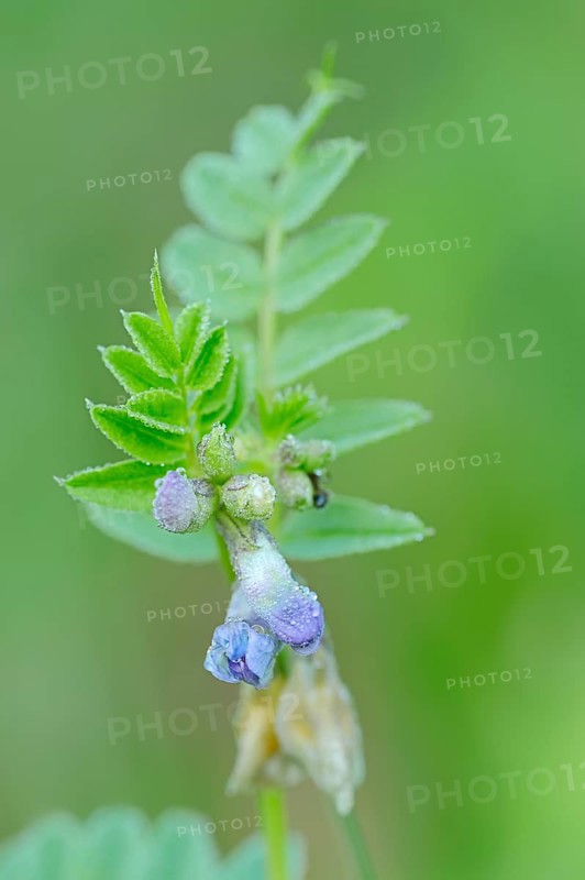 Bush Vetch