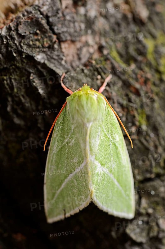 Pseudoips prasinana