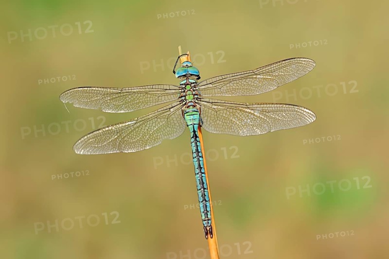 Emperor dragonfly