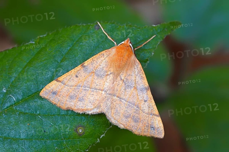 Feathered Thorn