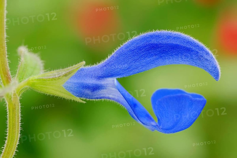 Gentian Sage