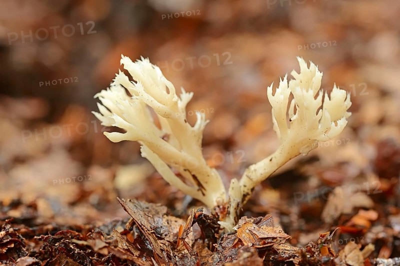 Crested Coral