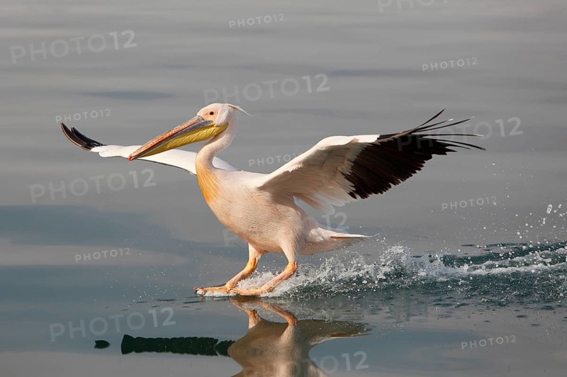 Great White Pelican