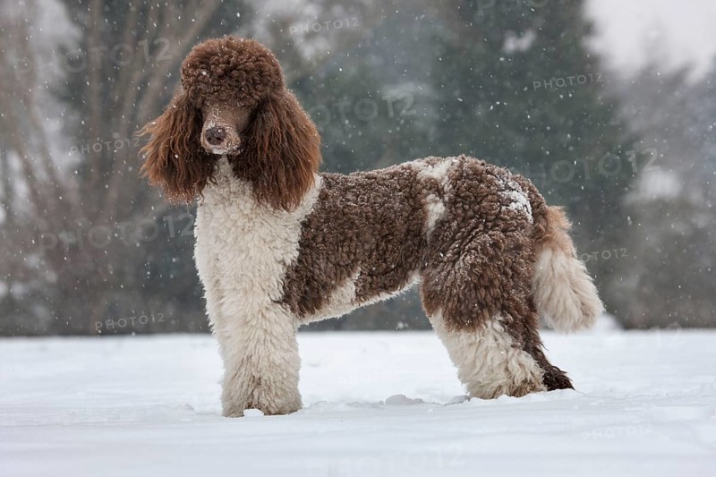 Large Poodle