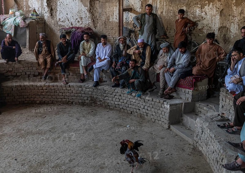 Traditional cockfight in Mazar-E-Sharif