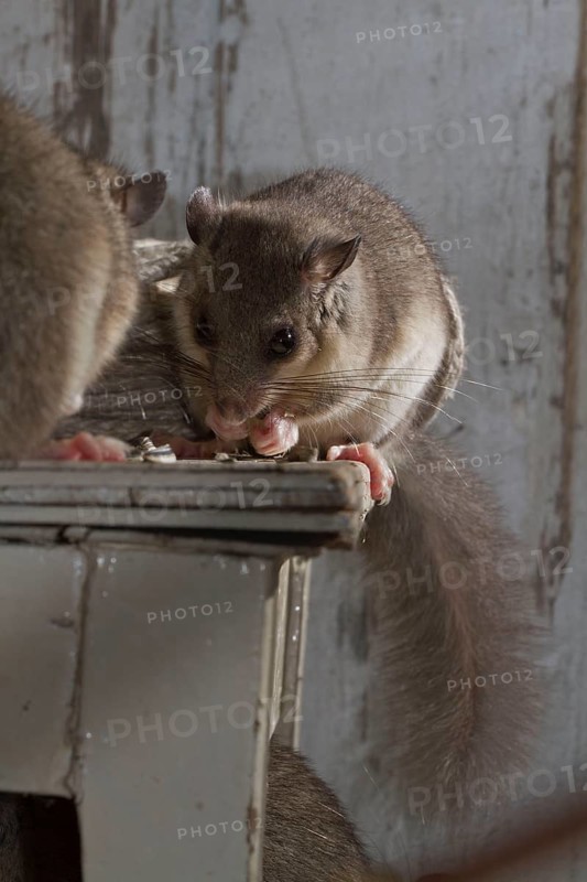 Fat dormouse