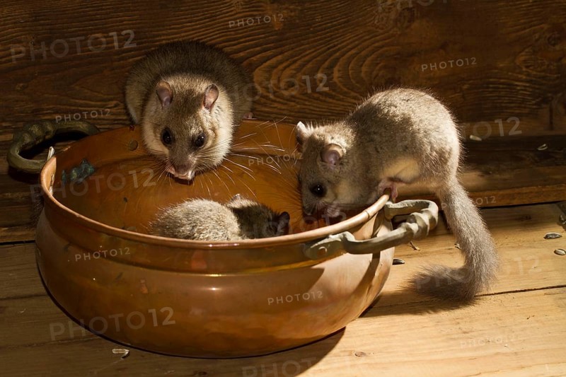 Edible dormouse