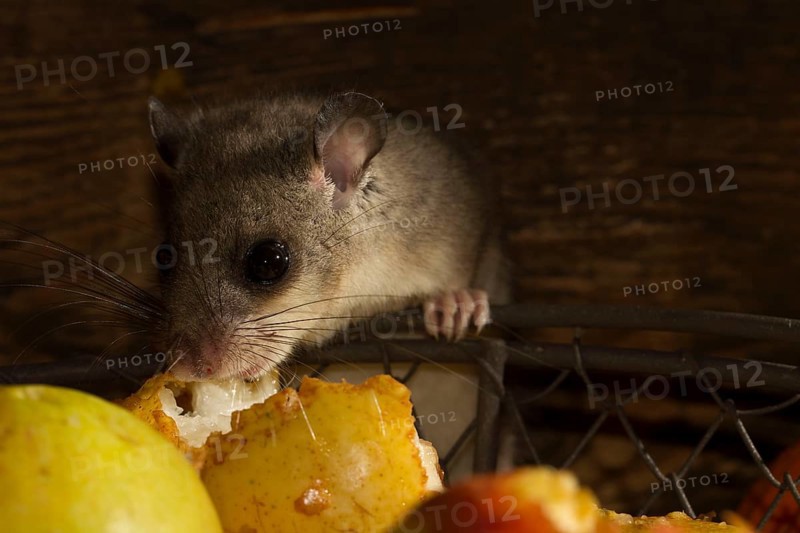 Edible dormouse