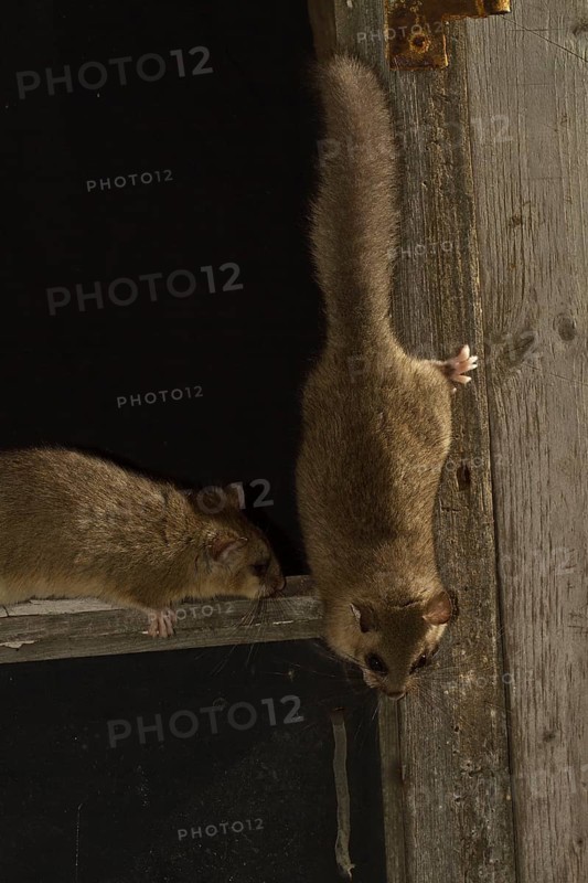 Edible dormouse