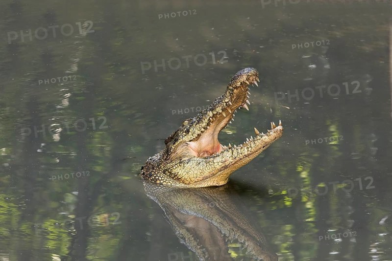 Siamese crocodile