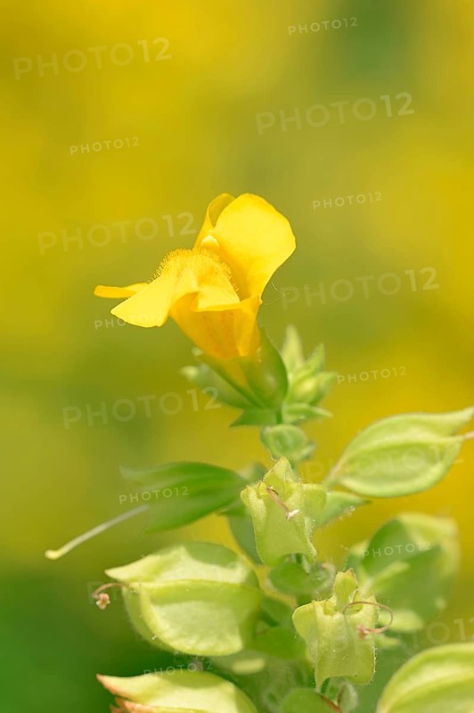 Yellow Gauklerblume