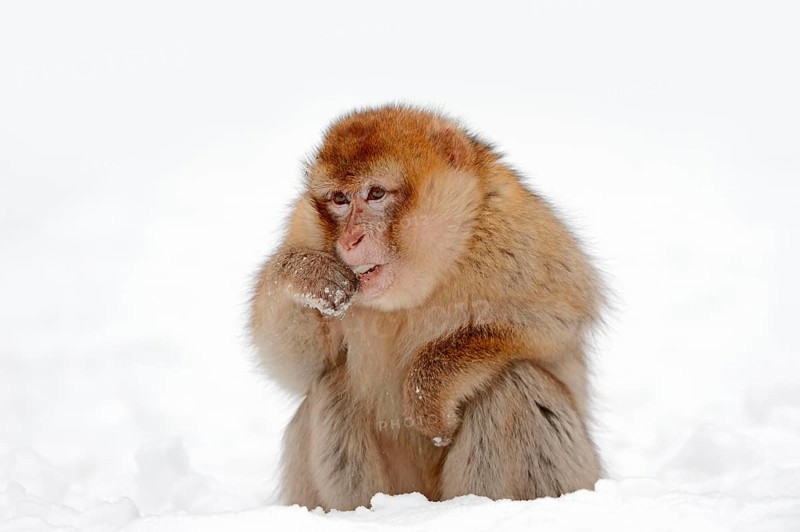 Barbary macaque