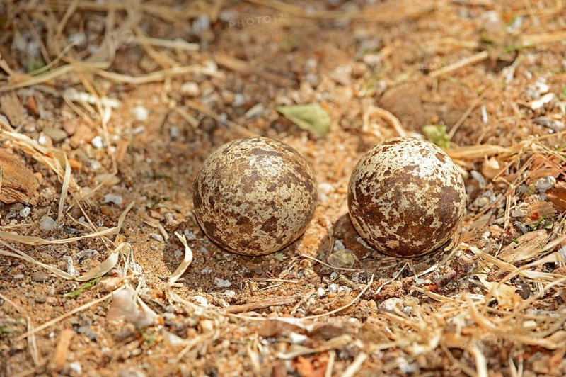 Spotted Thick-knee