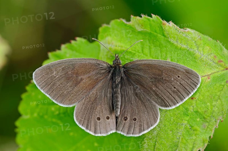 Ringlet