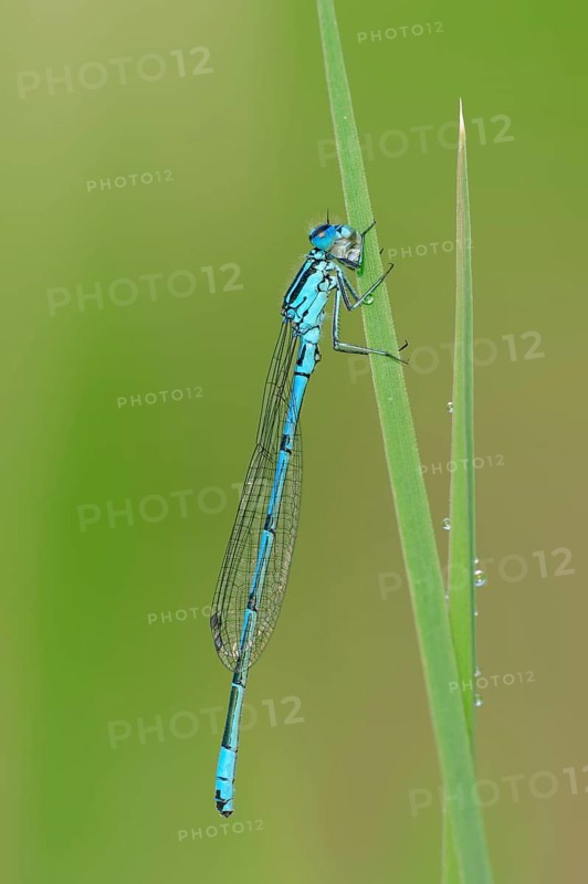 Male