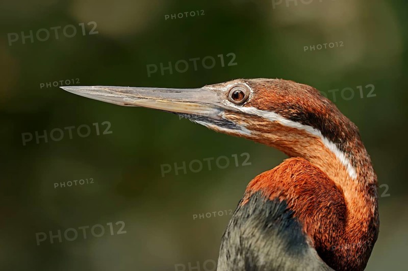 African Darter