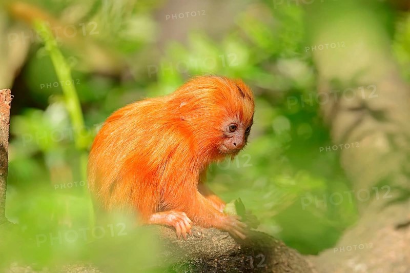 Young Golden Lion Tamarin
