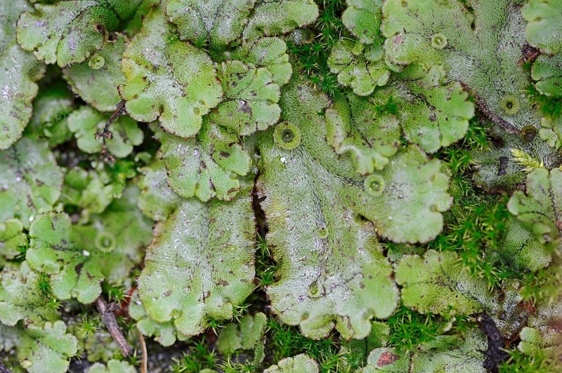 Common Liverwort