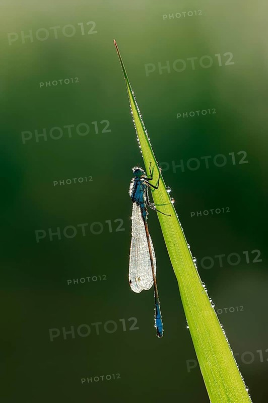 Blue-tailed damselfly