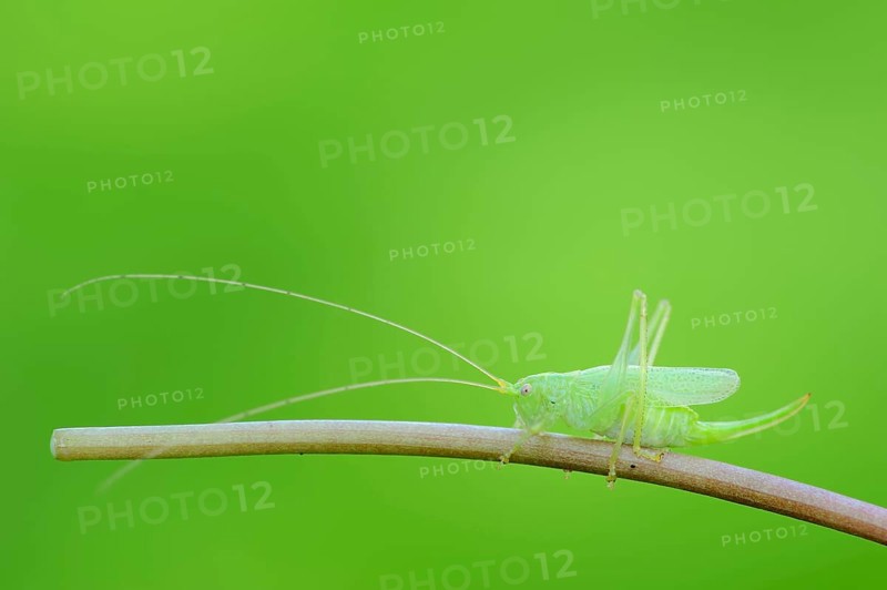Ak Bush-cricket