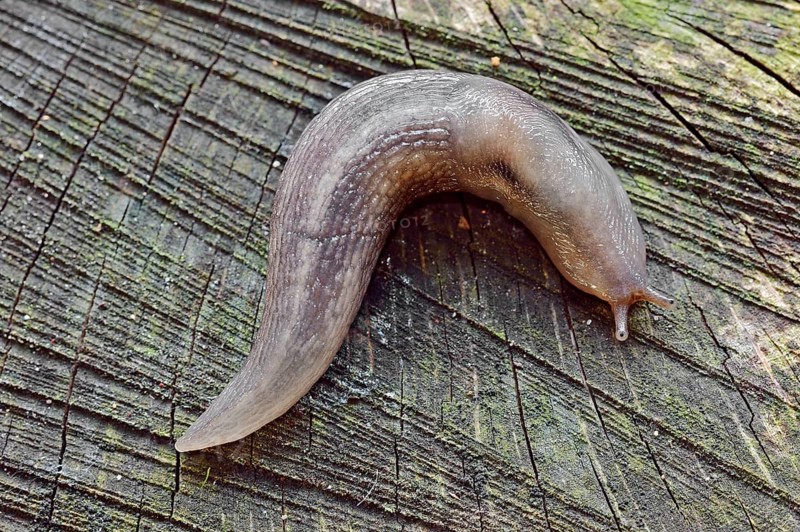 Tree Slug