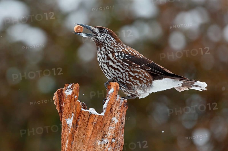 Spotted nutcracker