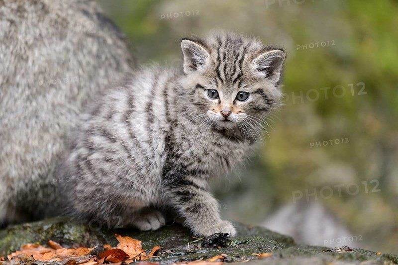 European Wildcat