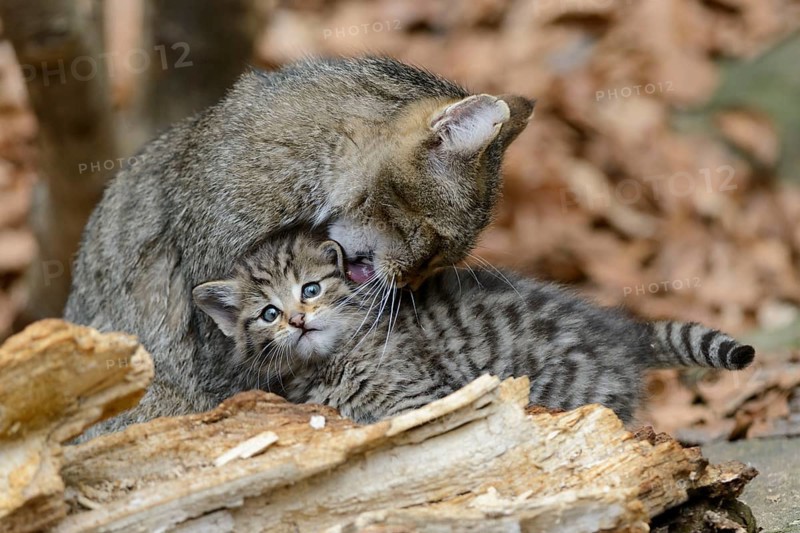 European Wildcat