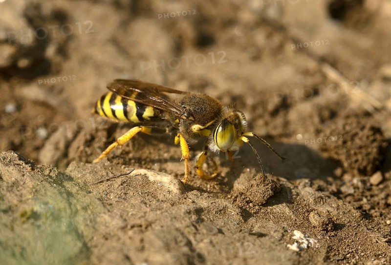 Gyroscopic wasp