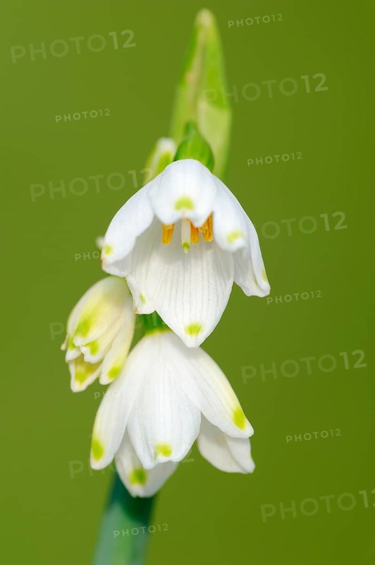 Summer knotflower