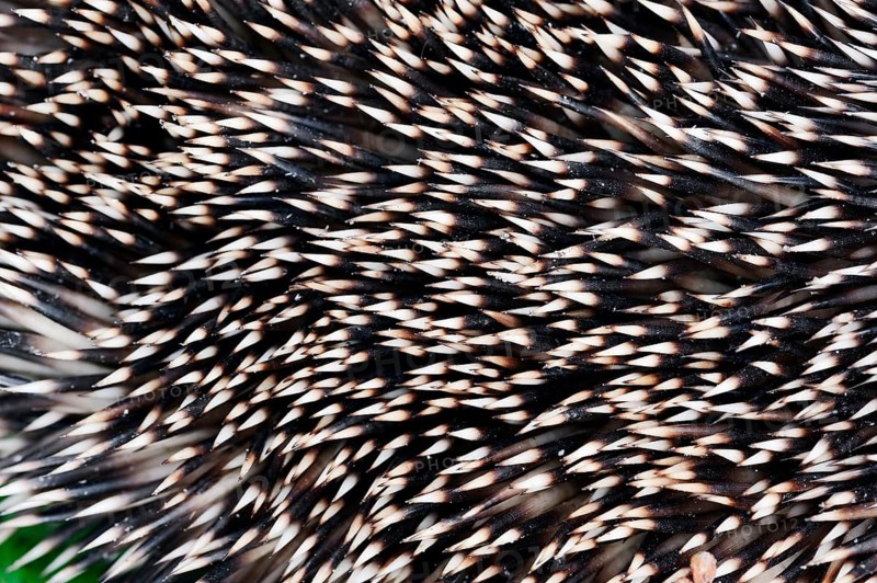 European Hedgehog