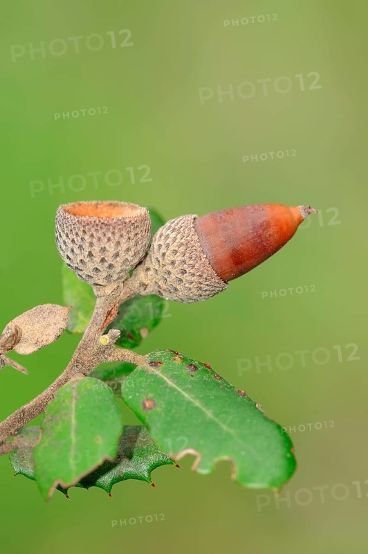Acorn