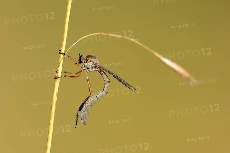 Striped Slender Robberfly