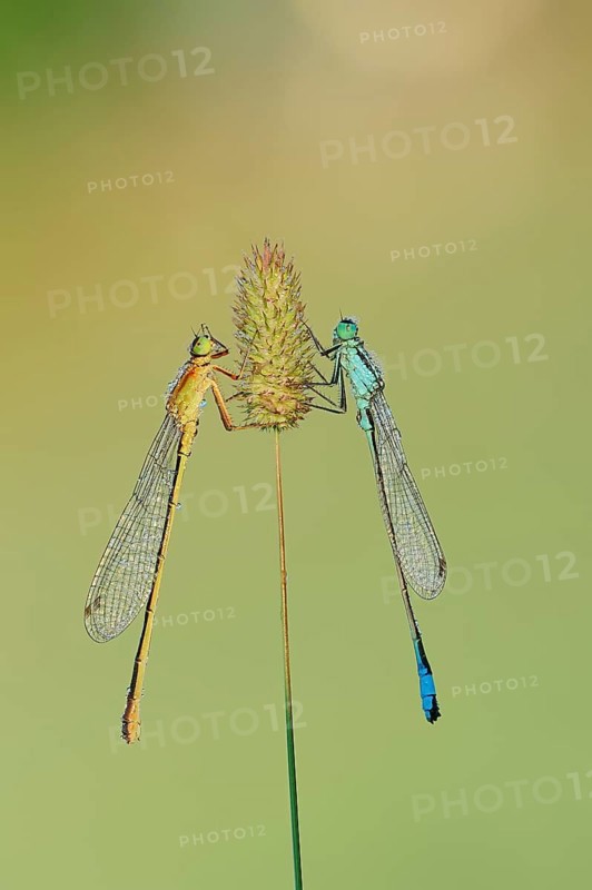Blue-tailed damselflies