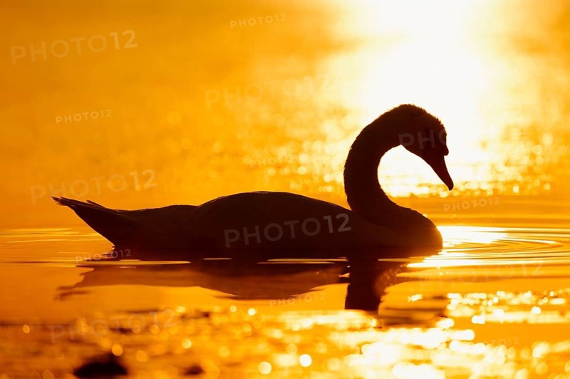 Mute swan