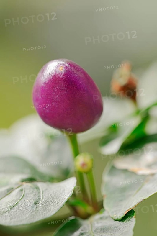 Tabasco 'Jalapeno Purple'