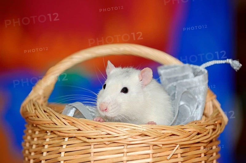Coloured rat in basket