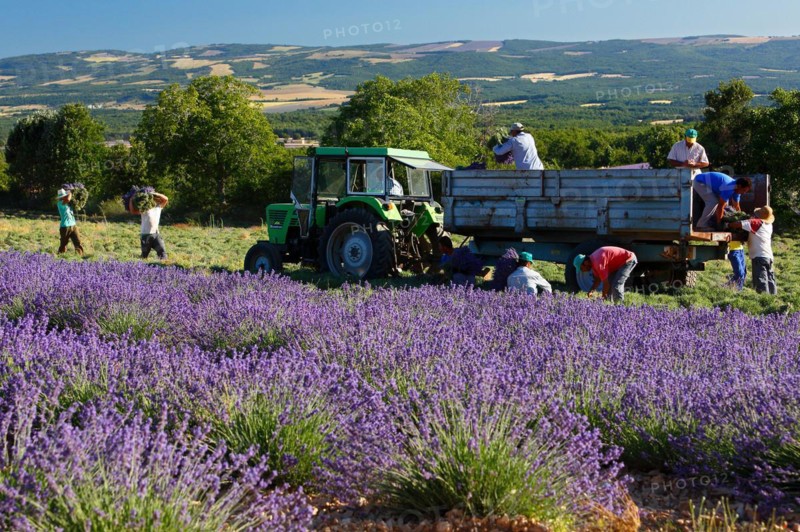 Lavender harvest