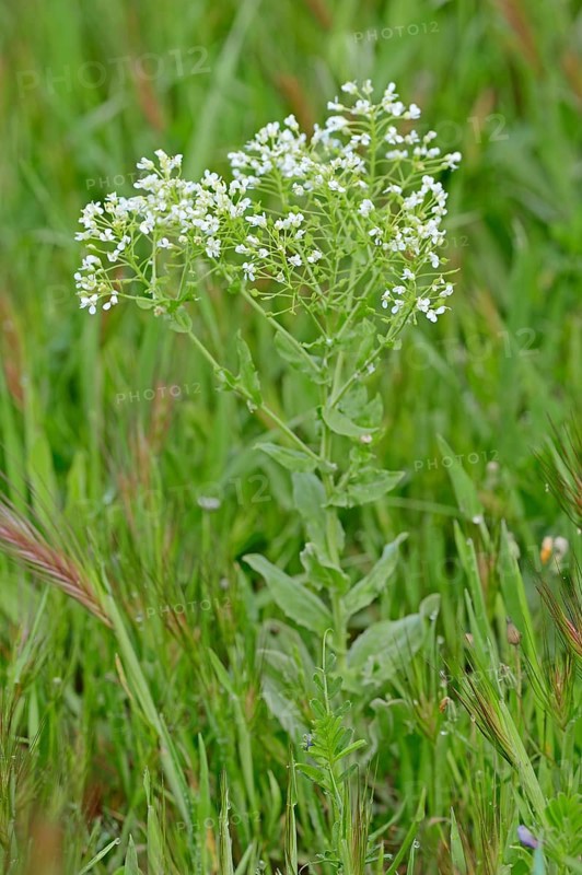 Hoary Cress
