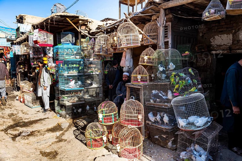 Birds for sale