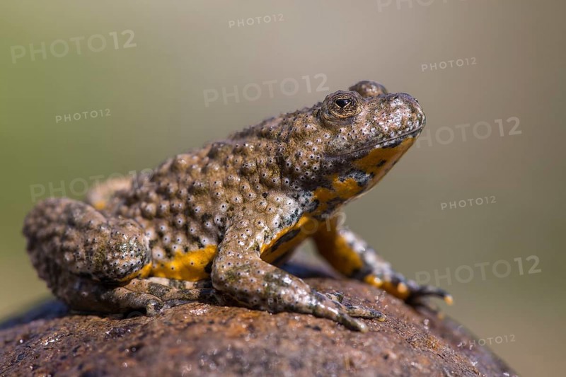 Yellow-bellied toad