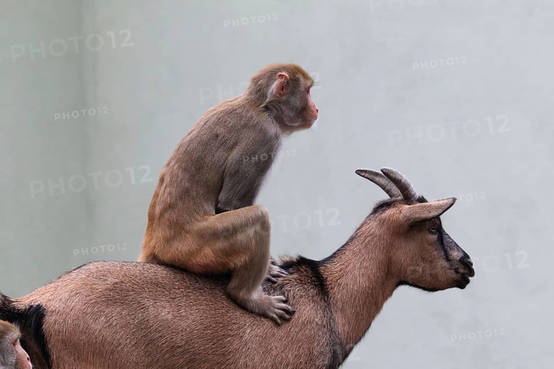 Rhesus macaque