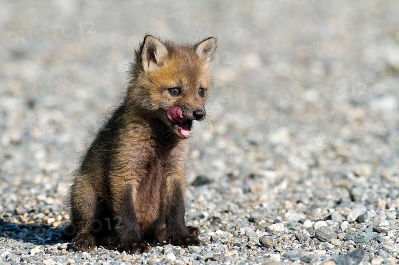 Red fox