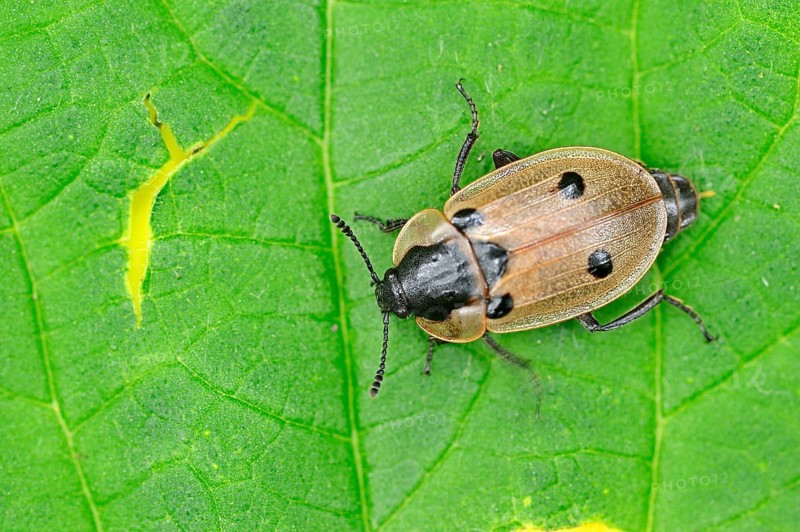 Burying Beetle
