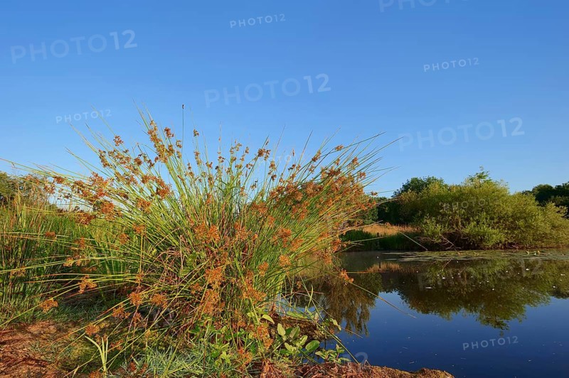 Common Rush