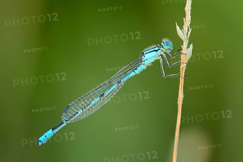 Common blue damselfly